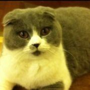 螃蟹的秘密是横着走