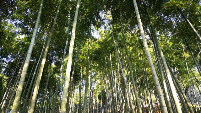 莫干山景區