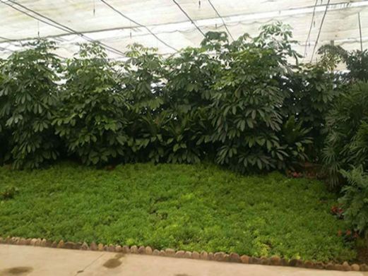 热带植物动物园