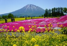 三岛芝樱公园景点图片