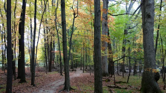 Lansing Woods