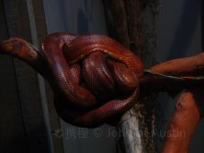 Texas State Aquarium-科珀斯克里斯蒂