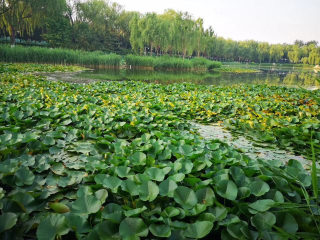 龙潭西湖公园旅行图片 5
