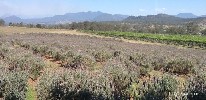 Kooroomba Vineyards And Lavender Farm Travel Guidebook Must Visit