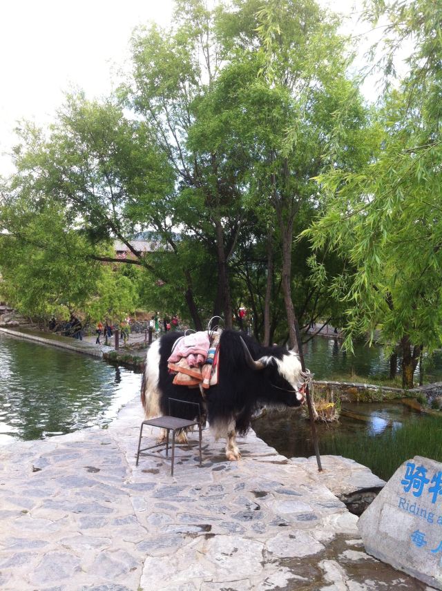 丽江玉水寨风景区旅行图片 2