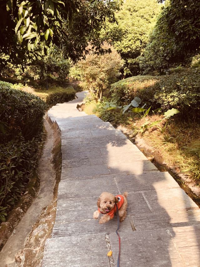 大屏嶂森林公园旅行图片 3