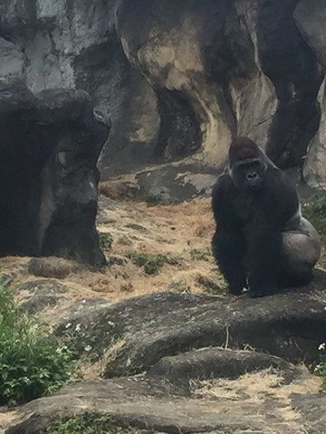迟到的台湾游记（3）——台北动物园碰到“迪亚哥”