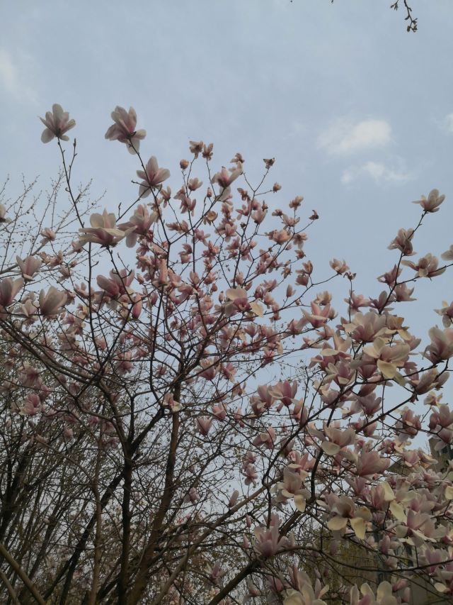 顺义公园旅行图片 2