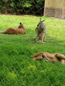 南昌动物园-南昌-YoYo_1J9B6H2Q