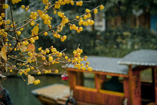 重启后的江南水乡诗意乌镇，等你来过个不一样的惬意假期