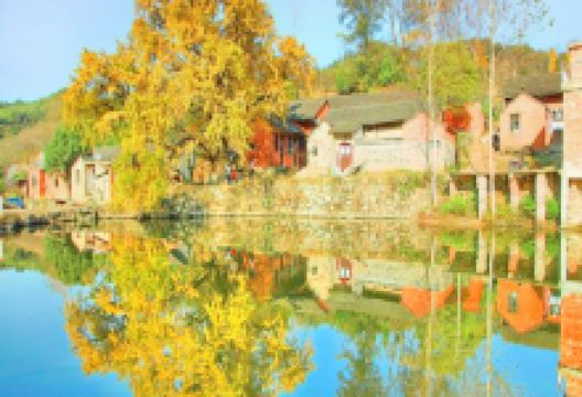 大别山银杏生态文化公园景点图片