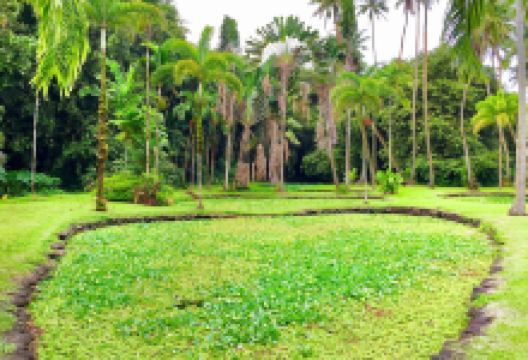 塔西提植物园景点图片