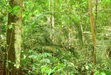Kota Damansara Community Forest Reserve景点图片