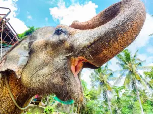 Bintan Elephant Park