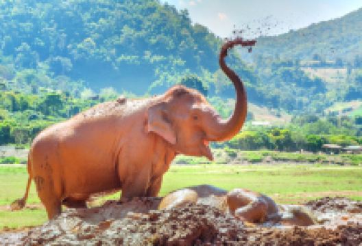 大象自然保护公园景点图片