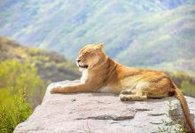 八达岭野生动物世界景点图片