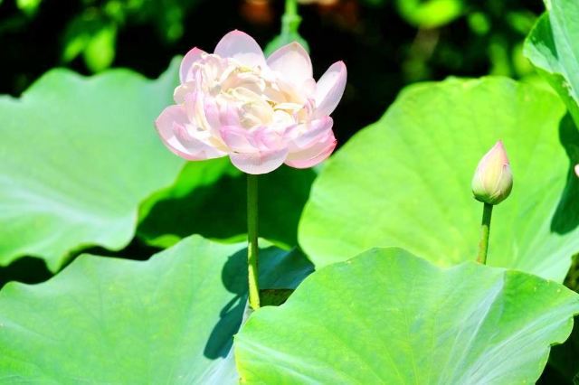 京都大莲寺攻略 京都大莲寺门票 攻略 地址 图片 门票价格 携程攻略