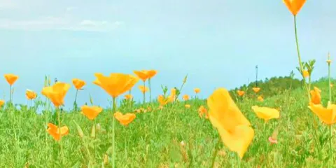 臥龍灣花花世界