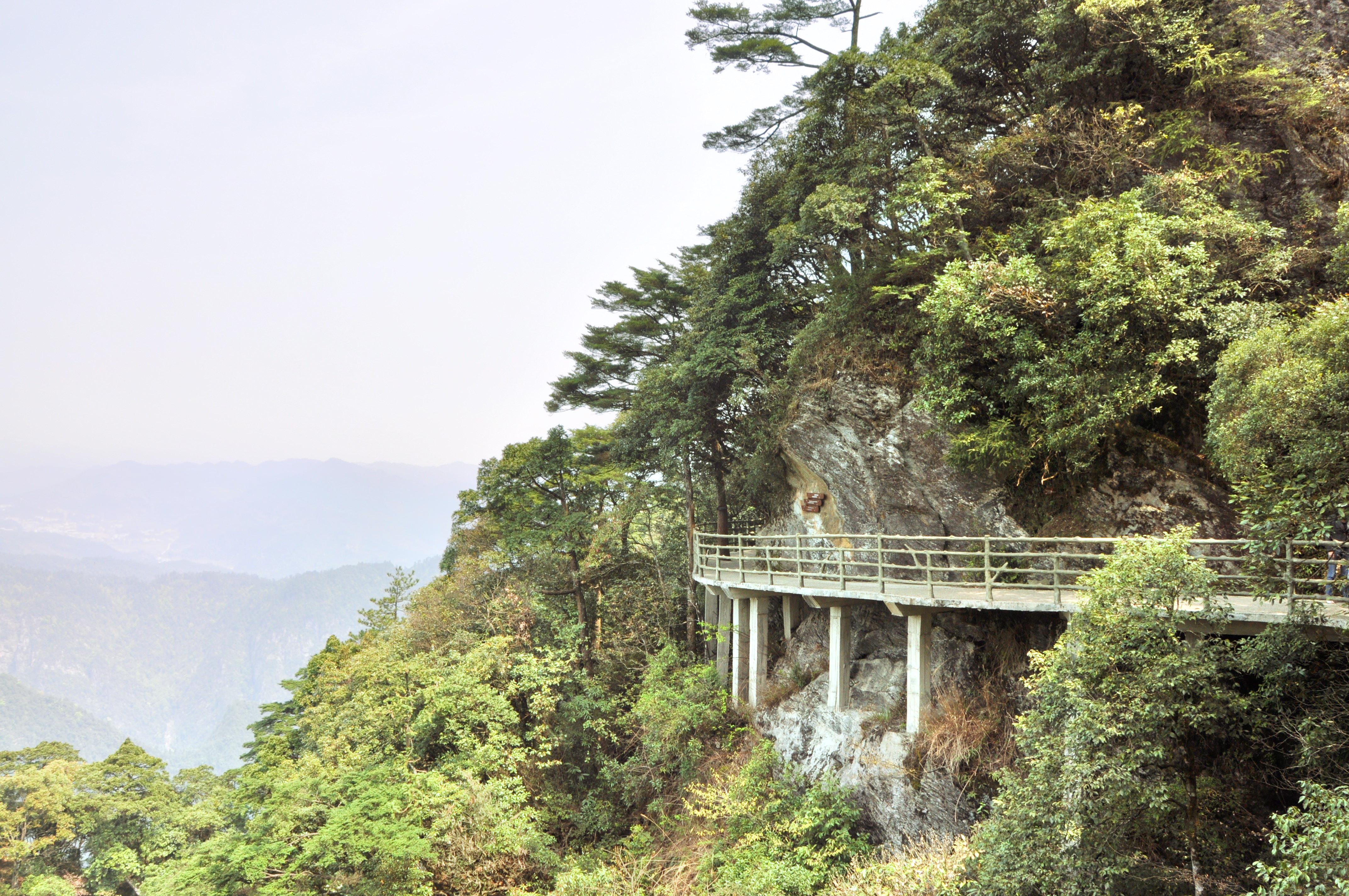 十里杜鹃长廊