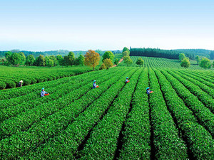 尚志游记图文-云南普洱旅游度假出差自驾游首选的城市花园酒店住宿攻略