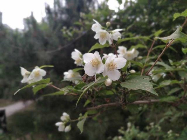 中关村公园旅行图片 5