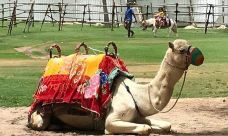 扎比尔公园-迪拜-yangduoduo17