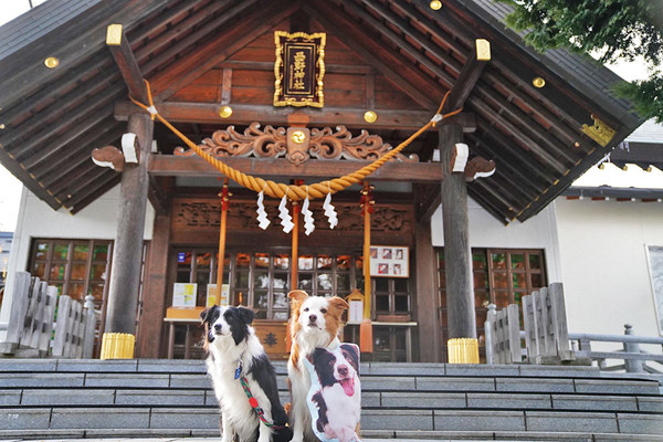 北海道特色旅游景点札幌西野神社，勾起童趣的御守神社【樽山雪兽】
