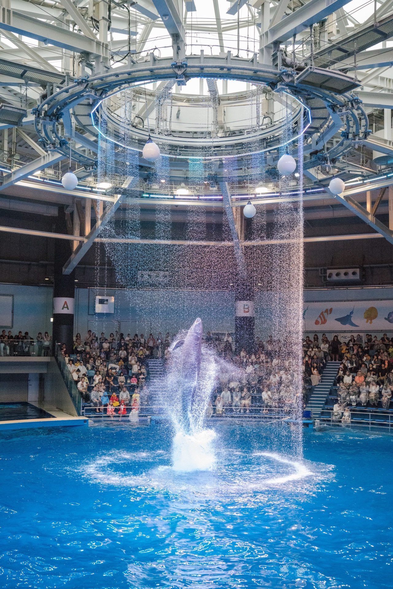 炫彩海豚表演：品川水族馆