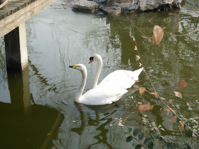 Beijing Zoo