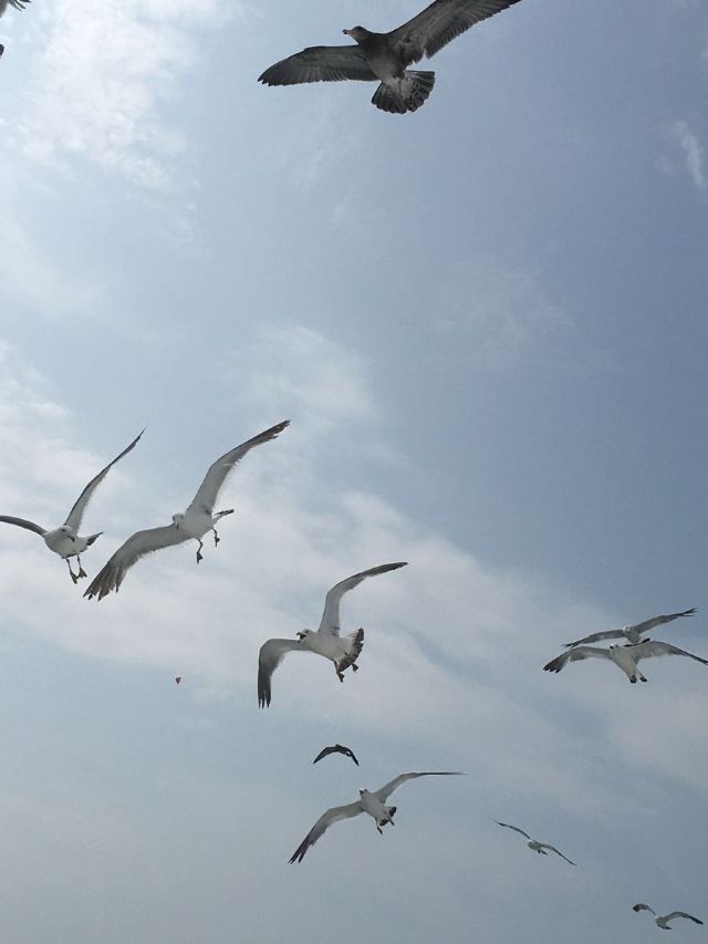 완냐오다오(만조도)