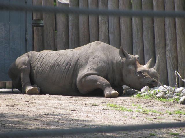 Lincoln Park Zoo