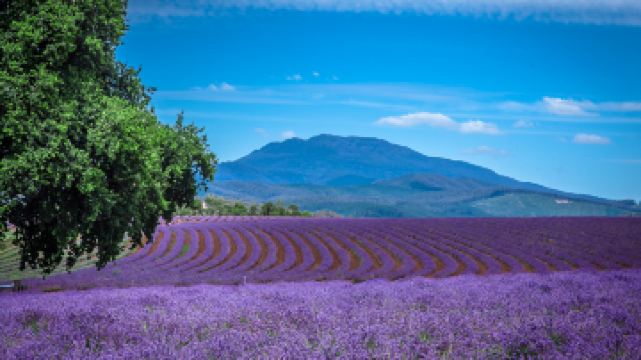 飄絲薰衣草莊園