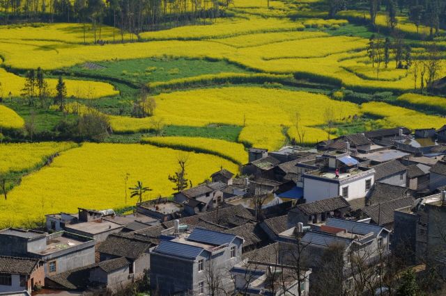 Luoping Canola Flower Ocean