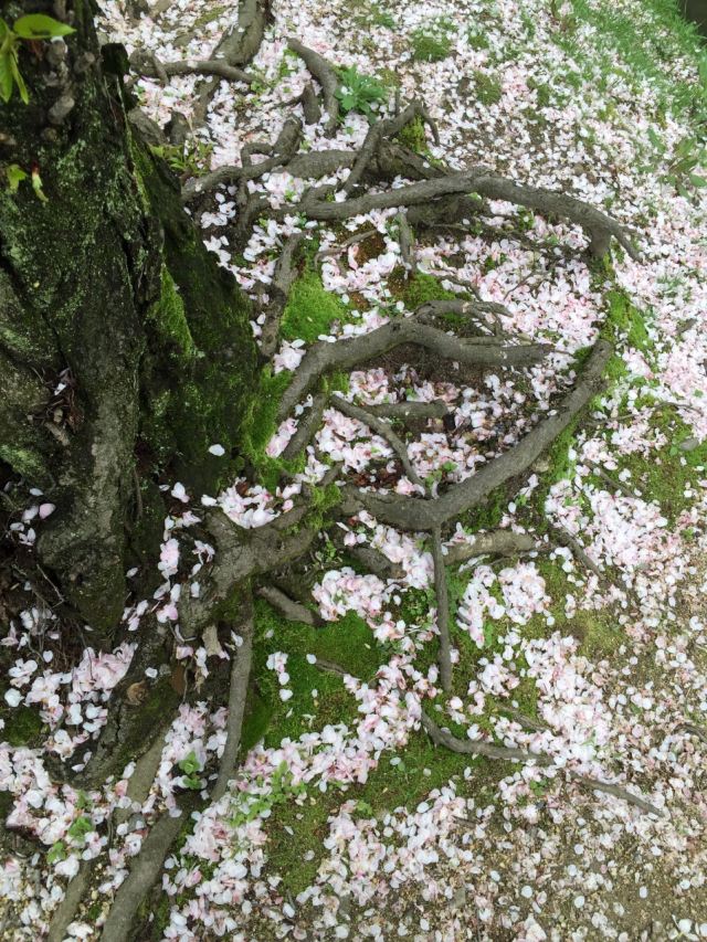 Philosopher's Walk