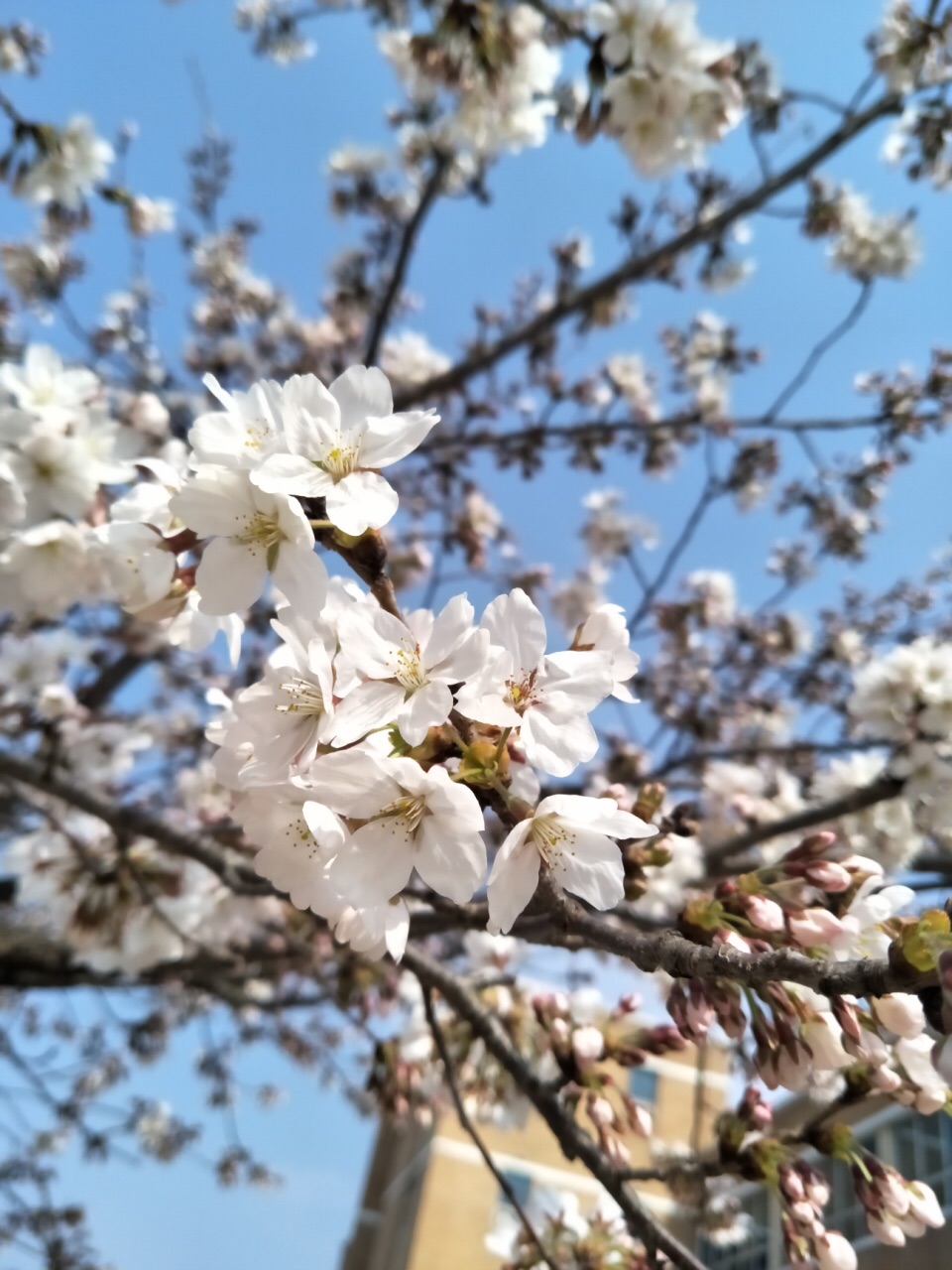 4月份的韩国 樱花特别漂亮