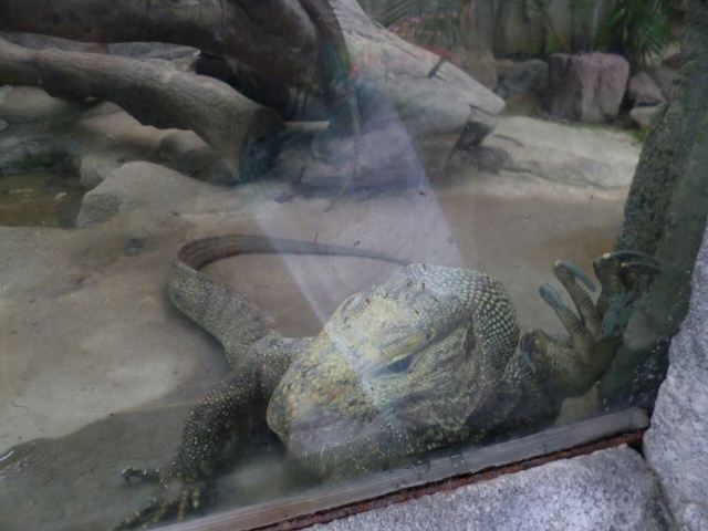 Chimelong Bird Park