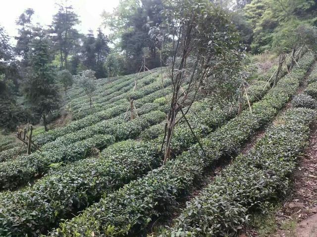몽정산