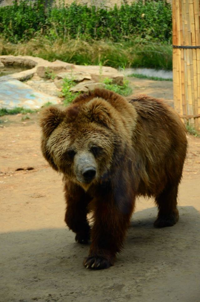 Beijing Zoo