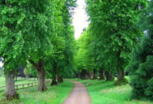 樱花山庄美食图片