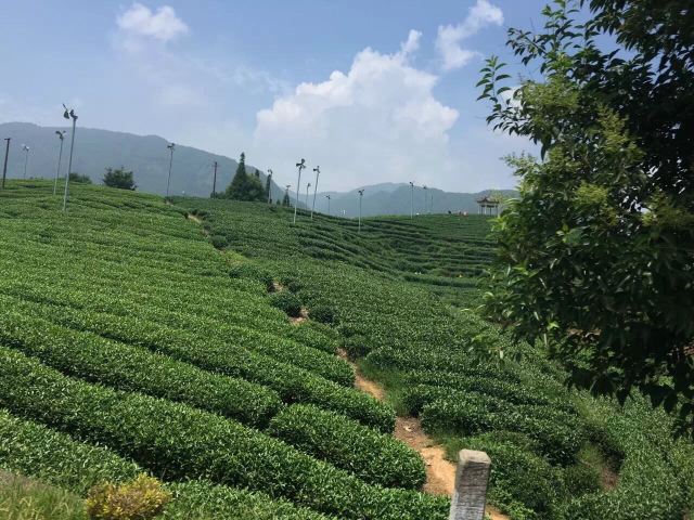 松陽大木山騎行茶園景區