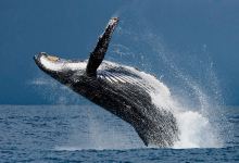 美蕊沙出海观鲸景点图片