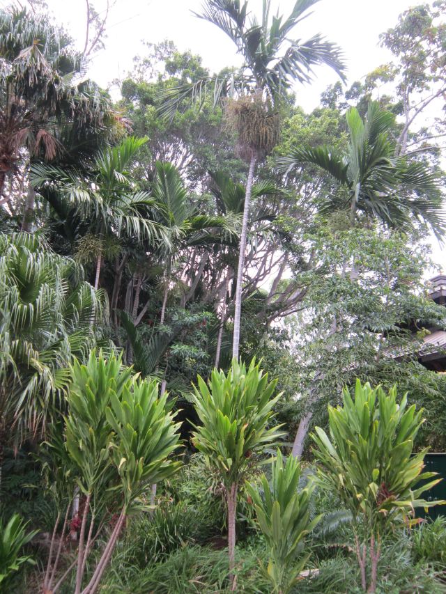 South Bank Parklands