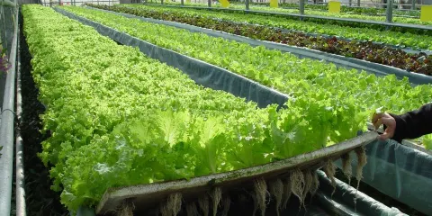 哈爾濱現代農業示範區