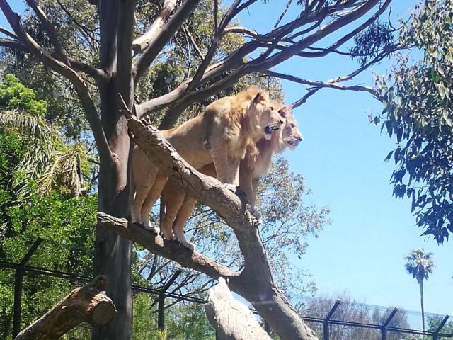 Melbourne Zoo