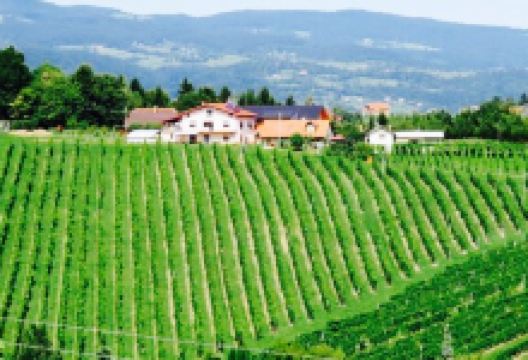 Zlati Gric美食图片