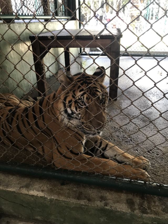Tiger Kingdom Phuket