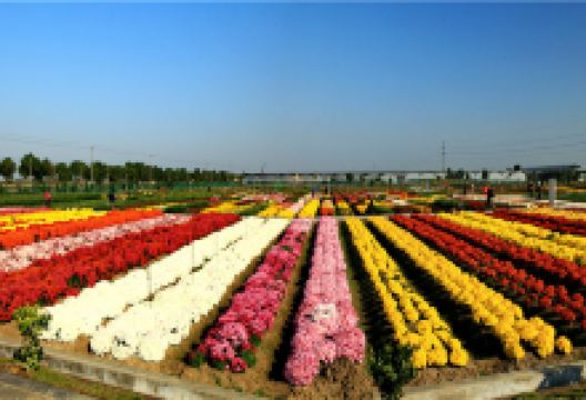 南京湖熟现代农业示范区景点图片