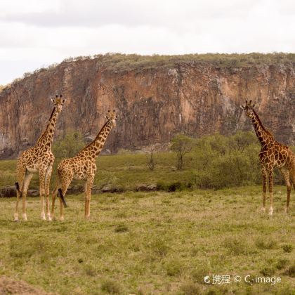肯尼亚+内罗毕+安博塞利+奈瓦沙+纳库鲁+马赛马拉国家保护区7日6晚私家团
