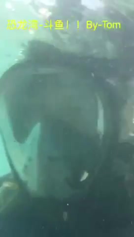 夏威夷-恐龙湾斗鱼浮潜！