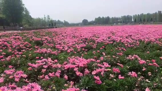 羚锐新县中草药基地